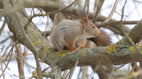 Red squirre  sits on a tree branch and cleanses itself close-up Stock-Footage 73502544