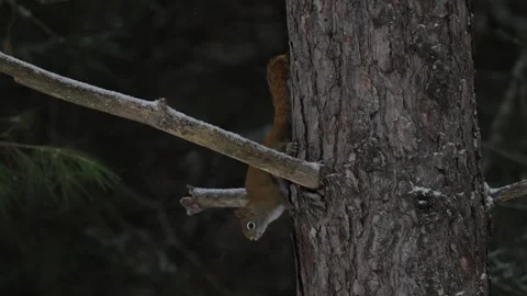 Red Squirrel - 2025, 8k, algonquin, winter, cu, on tree 1 Stock Footage 310910139
