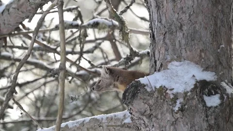 Red Squirrel - 2025, 8k, algonquin, winter, mc, on tree, sun, light, ec, ef, Stock Footage 310910161