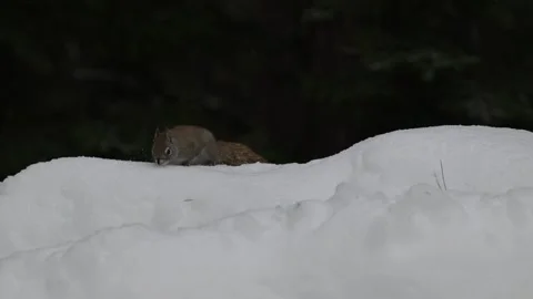Red Squirrel - 2025, 8k, algonquin, winter, mc, snowing, bhv, sp, ec, snow p Vídeo Stock 310910173