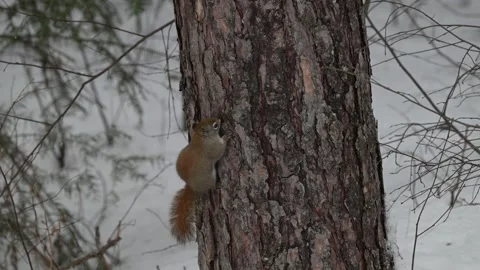 Red Squirrel - 2025, 8k, algonquin, winter, mc, snowing, on tree, bhv, ef, v 스톡 동영상 310910203
