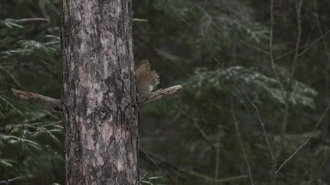 Red Squirrel - 2025, 8k, algonquin, winter, mc, snowing, on tree, perch, sp, Stock Footage 310910218