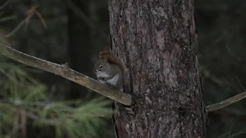 Red Squirrel - 2025, 8k, algonquin, winter, mc, snowing, transition, ec, on  Stock Footage 310910231