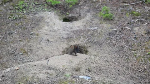 Red Squirrel - 2025, 8k, fox den, bhv, rtf, ef, transition Видео 314806750