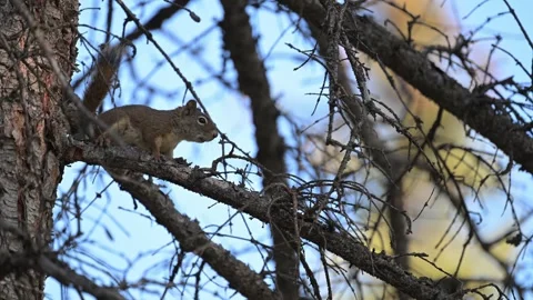 Red Squirrel - 2025, 8k, mc, in tree, sp, sc, jasper, bhv, calling, alert, l Stock Footage 328366514