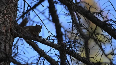 Red Squirrel - 2025, 8k, mc, in tree, sp, sc, jasper, vbest Stock Footage 328366516