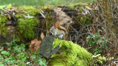 Red Squirrel 3249 Stock Footage 294103233
