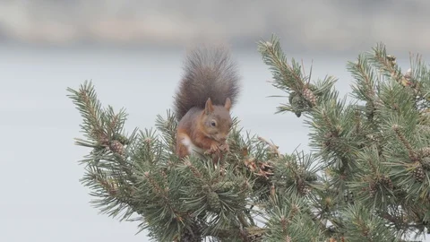 Red Squirrel 4k Eating Pine Cones in a Tree Animals Wildlife Scandinavia Stock Footage 98036683