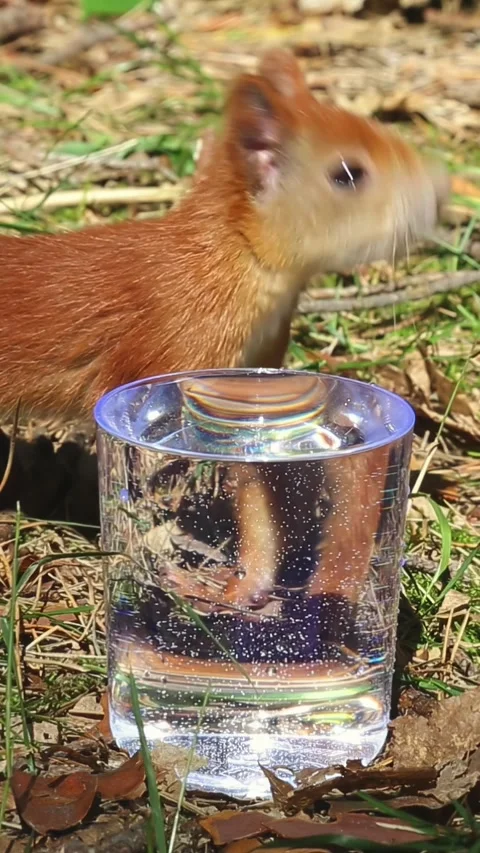 Red squirrel actively drinking water from transparent glass jar outside Stock Footage 314022494