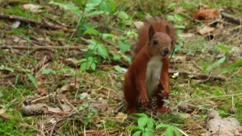 Red squirrel actively foraging and digging in forest floor debris Stock Footage 314250102