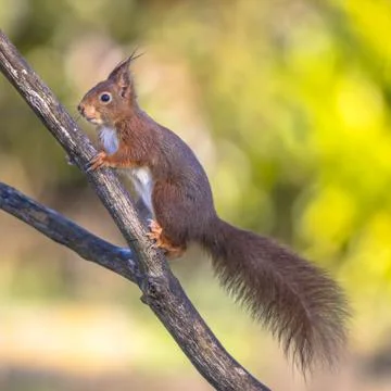 Red squirrel alert on branch Stock Photos