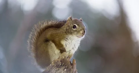 Red Squirrel Alert on Log Slow Motion Shallow DOF Alaska Stock Footage 165578533
