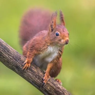 Red squirrel alert Stock Photos