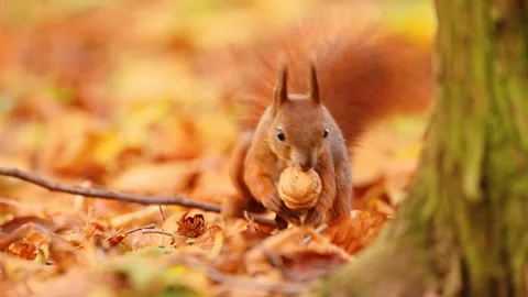 A red squirrel amusingly buries a nut in the leaves Stock Footage 278535066