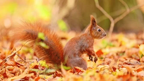 A red squirrel amusingly buries a nut in the leaves. Slow motion, 4k video. Stock Footage 279893811