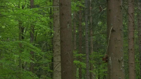 Red squirrel and eurasian jay together in a tree in dense spruce forest Stock Footage 324797303