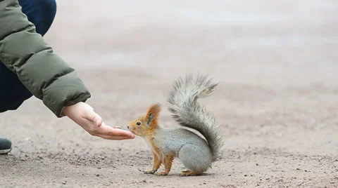 Red squirrel and human Stock Footage 68799457