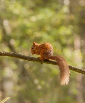 Red squirrel and nut feeder Stock Photos