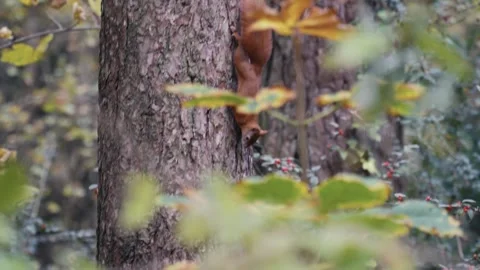 Red squirrel in Anglesey forest perched among trees in natural woodland habitat Video stock 321252729
