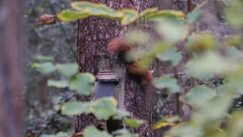 Red squirrel in Anglesey forest perched among trees in natural woodland habitat Video stock 321252824