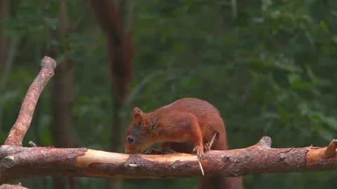 Red squirrel animal appear on branch move forward smell for food Stock Footage