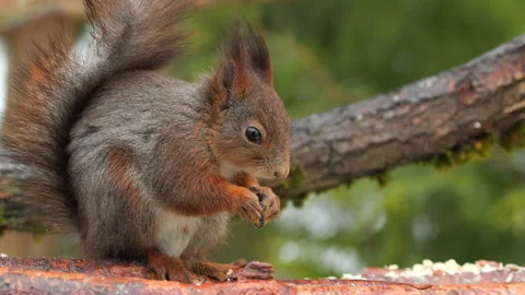 Red squirrel animal feed chew turn head sciurus vulgaris natural world norway Stock Footage 238598322
