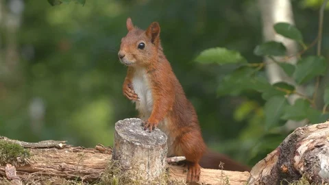 Red squirrel animal standing behind tree stump fast moving tail Stock Footage