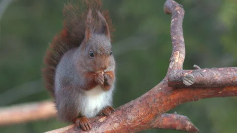 Red squirrel animal on trunk feeding nuts turn head Stock Footage 145683205