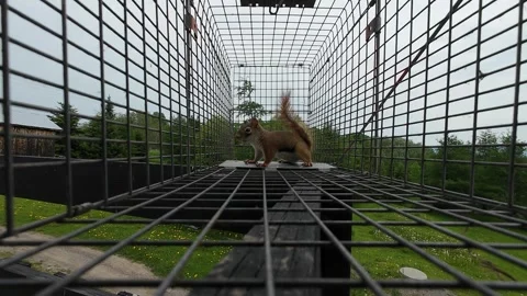 Red Squirrel Appears Puzzled While Inside a Humane Animal Trap Stock Footage 336689897