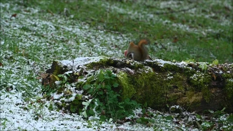 Red Squirrel With Apple 3247 Stock Footage 294916707