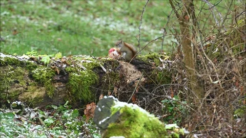 Red Squirrel With Apple 3248 Stock Footage 294916771