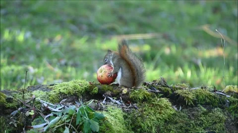Red Squirrel With Apple 3271A Stock Footage 294916812