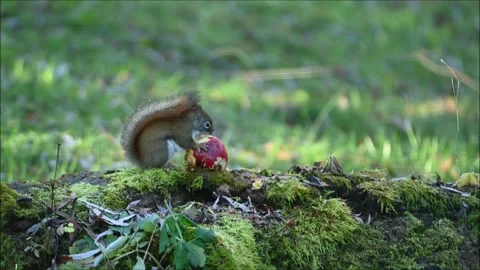 Red Squirrel With Apple 3271B Stock Footage 294916879