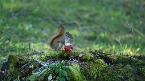 Red Squirrel With Apple 3271C Stock Footage 294916935