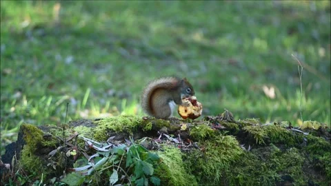 Red Squirrel With Apple 3271D Stock Footage 294917012