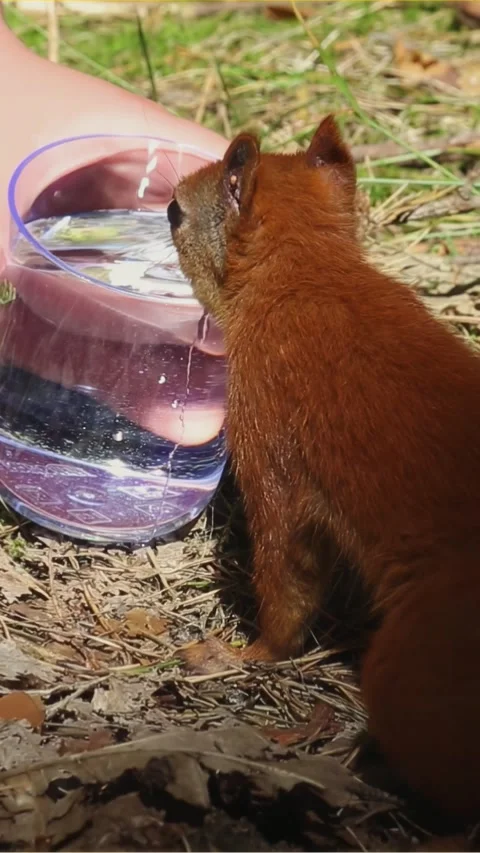 Red squirrel approaching and drinking from glass water container outdoors Video stock 314110350