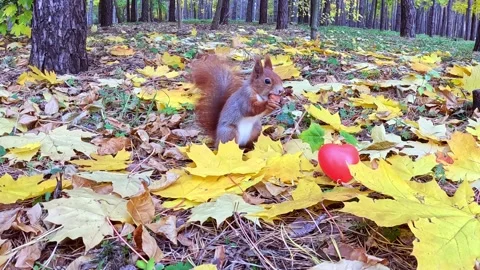 Red squirrel approaching red apple among autumn leaves Stock Footage 321465856