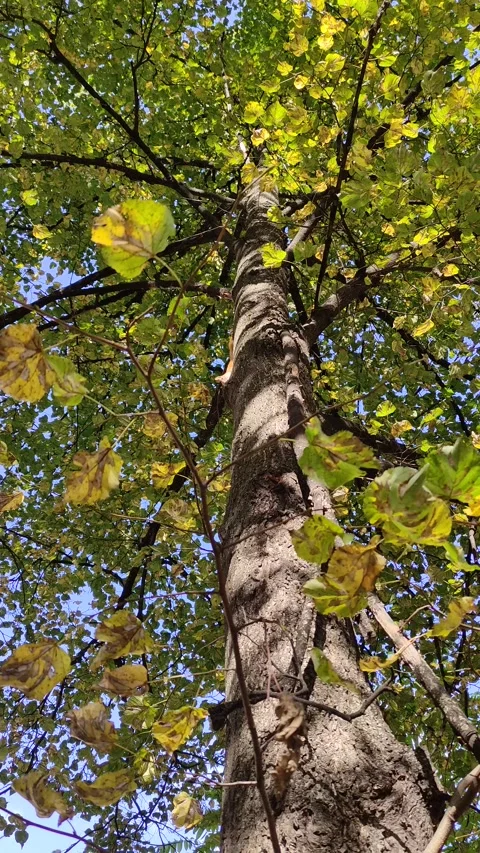 Red squirrel in autumn forest Stock Footage 318337802