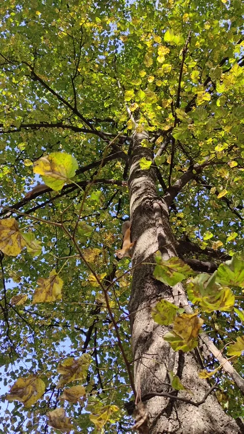 Red squirrel in autumn forest Stock Footage 318337823