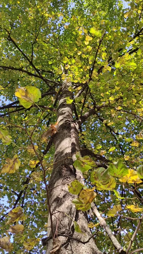 Red squirrel in autumn forest Stock Footage 318337825