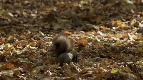 Red Squirrel in autumn leaves Stock Footage 271633743