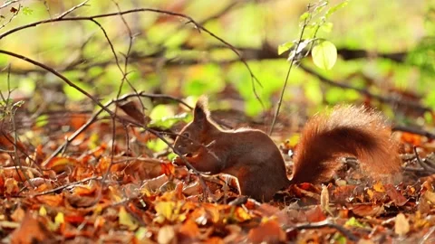 Red squirrel in autumn leaves, gracefully captured in 4K slow-motion Stock Footage 290976260
