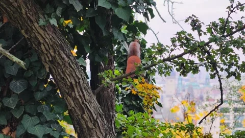 Red Squirrel on Autumn Tree Branch with Prague Cityscape View Stock Footage 319686367