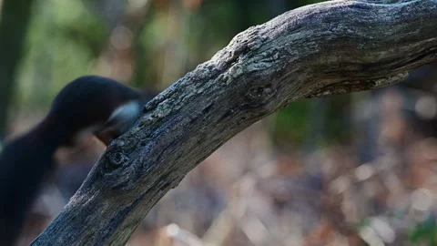 Red squirrel in the backlight looking for food with hoarfrost on dead wood Video stock 252971686