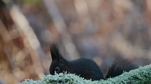 Red squirrel in the backlight looking for food with hoarfrost on dead wood Stock Footage 252971836