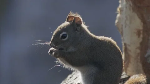 Red squirrel backlit, chewing on seeds, slomo, 4k Stock-Footage 170849827