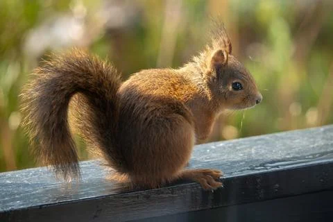 Red squirrel with backlit fur sitting in side profile Stock Photos