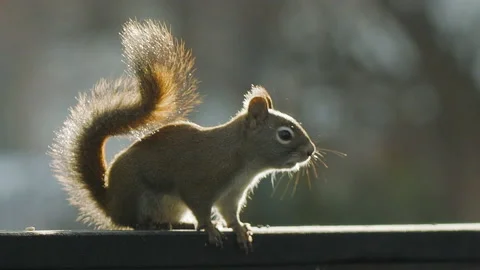 Red-squirrel backlit, sitting on fence, slomo, 4k Stock Footage 167047094