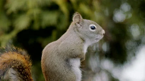 Red squirrel barking while standing in shade of conifer tree, 2k ecu Video stock 168785551