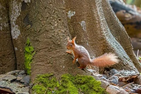 Red Squirrel on base of tree on Brownsea Island. Stock Photos